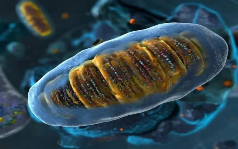 دراسة 2025 تكشف دور الريبوسومات كحساسات أولية للضغط الخلوي